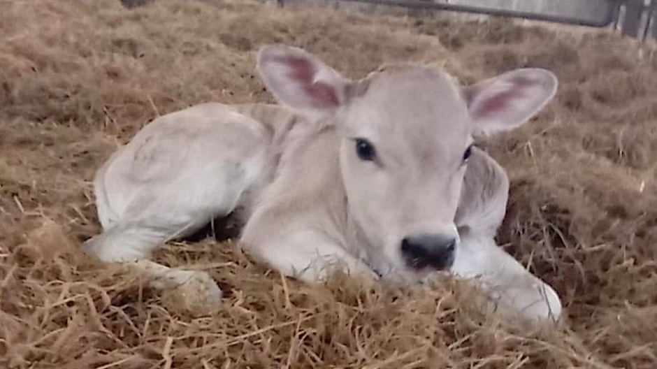 Ecco Nina, la vitellina nata nella stalla dell'IIS 
